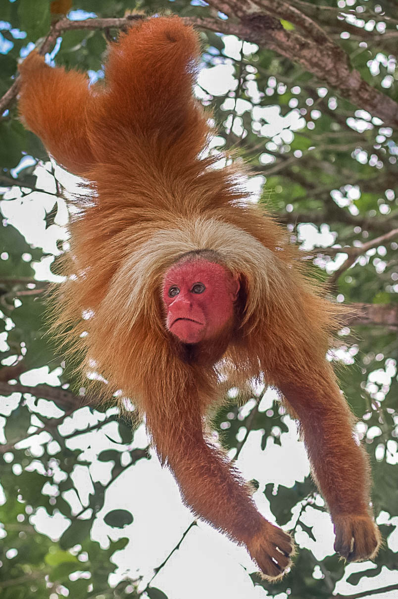 Red-Faced and Radiant: this primate judges your pallor and finds you  unworthy | Awkward Adaptations
