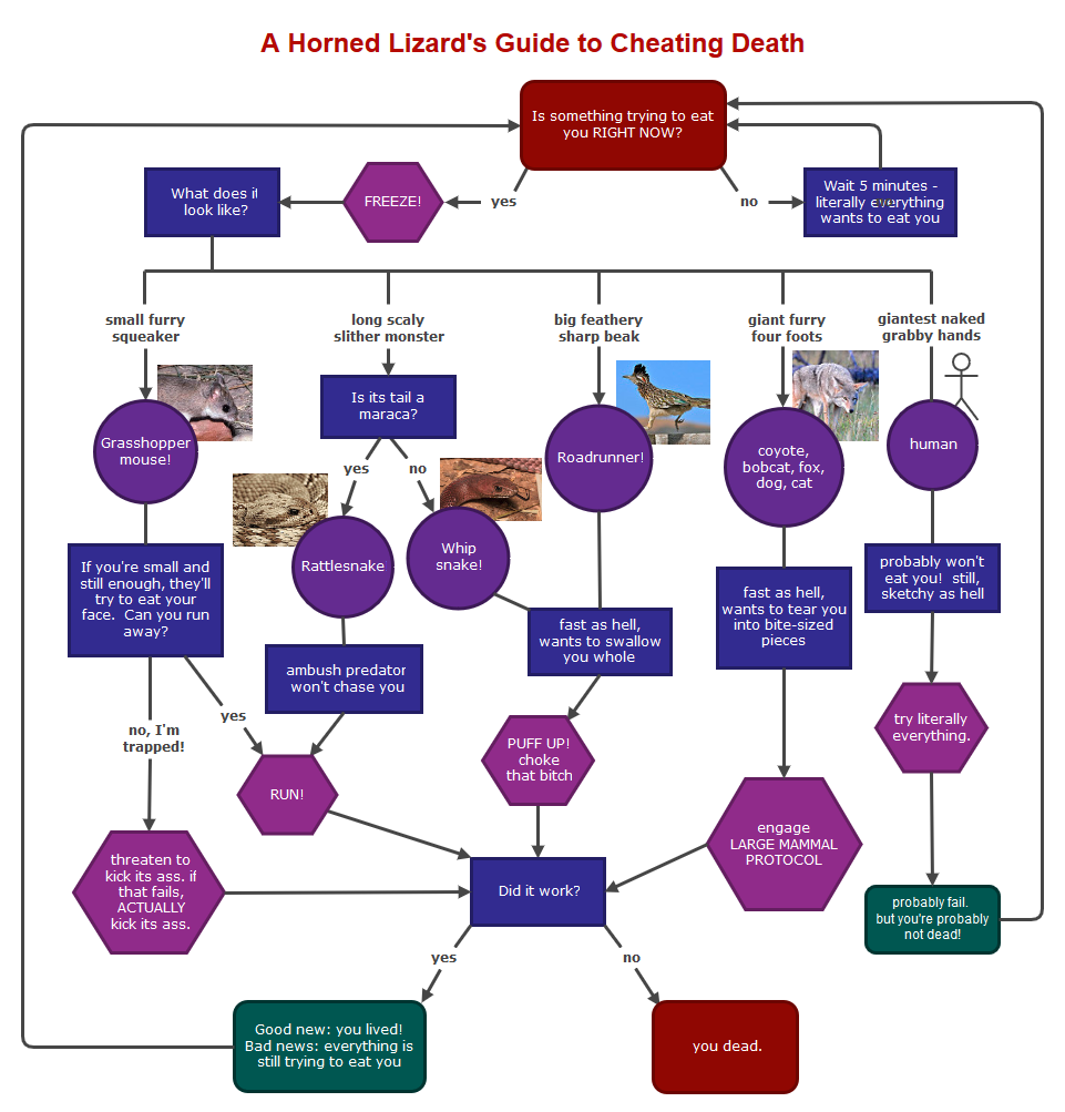flow chart of horned lizard defenses